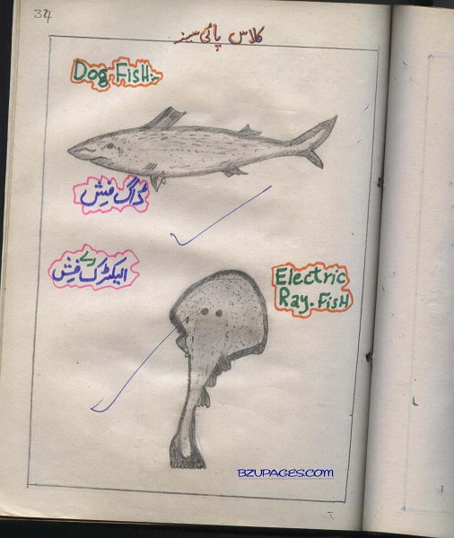 34 Dog Fish and Electric Ray fish.jpg